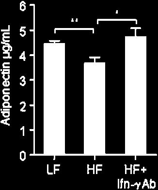 Supplementary Figure 8. Serum adiponectin measurement.