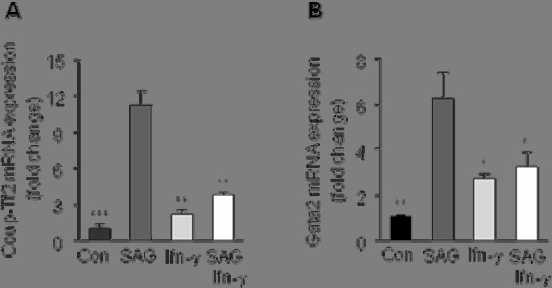 Supplementary Figure 3. Ifn-γ inhibits SAG-induced increase in expression of hedgehog target genes Coup-Tf2 and Gata2 in 3T3-L1 cells.