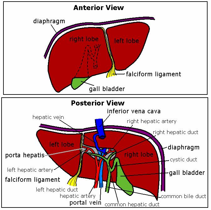 Structure of the Liver Slide