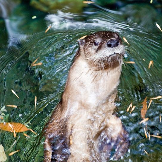 OpenStax-CNX module: m44401 2 Figure 1: Hydrophobic lipids in the fur of aquatic mammals, such as this river otter, protect them from the elements.