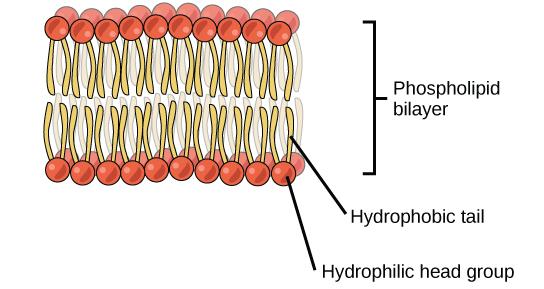 OpenStax-CNX module: m44401 9 Figure 9: The phospholipid bilayer is the major component of all cellular membranes. The hydrophilic head groups of the phospholipids face the aqueous solution.