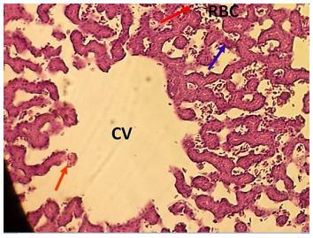 CV= Central vein Figure 6: Photomicrograph of the Anas platyrhynchos liver exposed to distilled water (negative control).