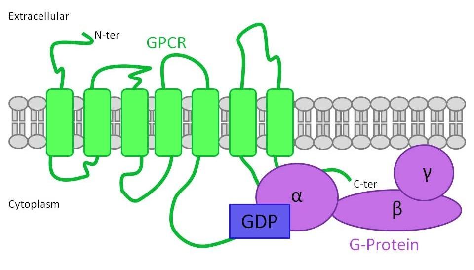 GPCR and G PROTEINs GPCR are so called because they are bound to an intracellular G protein Guanine nucleotide-binding