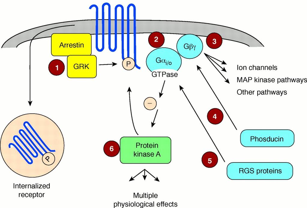 GPCR desensitization mechanisms Agonist binding also converts the receptor into a substrate for a family of kinases, the G- protein-coupled receptor kinases (GRKs).