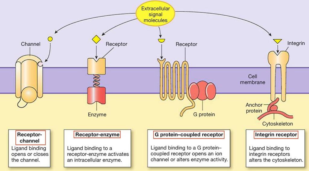 CELL SURFACE (MEMBRANE) RECEPTORS Cell-surface (or transmembrane) receptors are membrane-anchored, or integral proteins that bind to external ligand