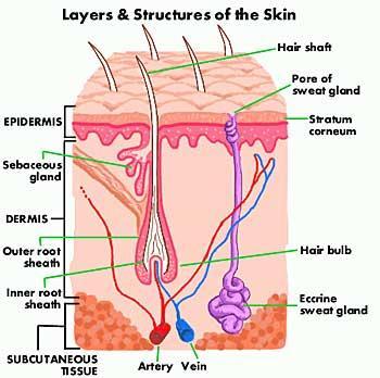 Our Skin Quick Facts: Our largest organ system Functions Protection Barrier to infection, chemicals, UV radiation Metabolism Vitamin D Thermoregulation Sweating, excretion of waste, fluid regulation