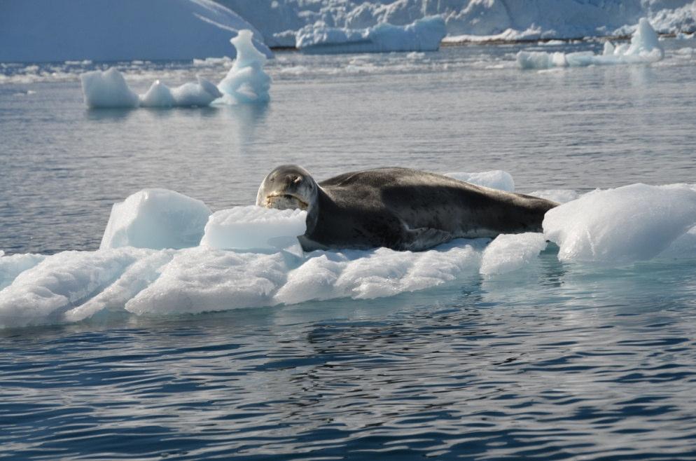Leopard Seal Research Leopard seals are a