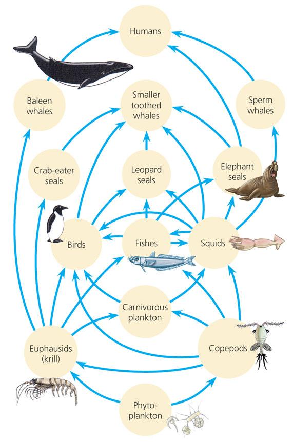 Leopard seals in the ecosystem Stable isotopes - whiskers δ 15 N