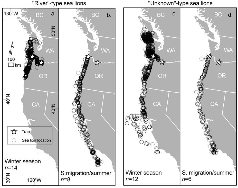 Figure 2. Latitude by date movement profiles for (a) 14 river -type and (b) 12 unknown -type male California sea lions based on satellite telemetry during 2003-2004, 2004-2005, and 2006-2007.