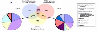 PABC: Genomic Signatures of Tumor Cells PABC: Genomic Signatures of Stroma Hormone regulated genes differed in PABC vs. non PABC (malignant epithelium) Hormone regulated genes differed in PABC vs.