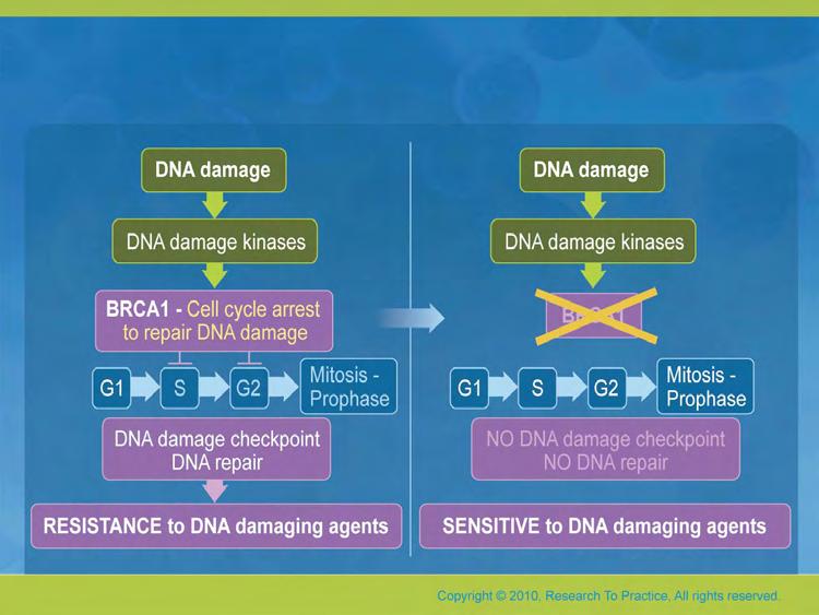 Specific Therapy Implications of BRCA1