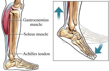 Achilles Tendon Strongest tendon in the body
