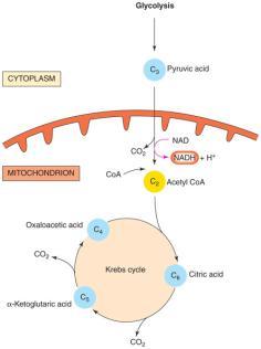 /8/0 Carbohydrate Catabolism In mitochondria Cycle (General) Begins with acetyl combining with oxaloacetic acid to