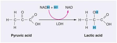 /8/0 Lactic Acid athway In absence of O - - NAD H gives its Hs to pyruvic acid creating lactic acid Anaerobic metabolism or Lactic acid fermentation) Lactic Acid athway Only yields a net gain of ATs