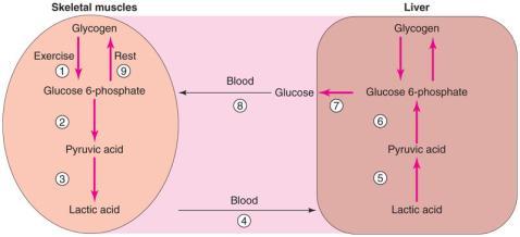 glucose to glycogen Skeletal muscle & liver store glycogen Glycogenolysis = glycogen to glucose Add the back to Glucose (glucose 6 ) Most cells can use for glycolysis If attached to Glucose it can t