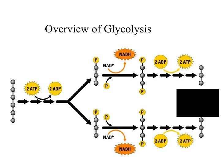 Overview of glycolysis Energy is required to break glucose Overall net energy gain in the reaction NAD+ accepts