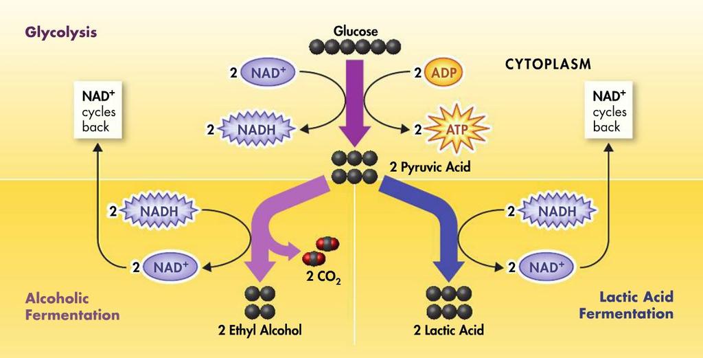Fermentation Cells convert NADH to NAD+ - high energy electrons are passed back to pyruvic acid Glycolysis can