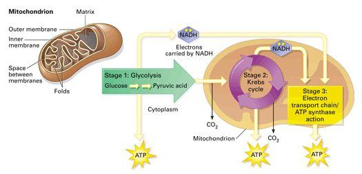Stages of cellular respiration Pyruvic acid enters in Krebs cycle Most energy generated in electron transport chain