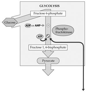 essential building blocks for cellular structure and function. J. Regulating Energy Pathways J.