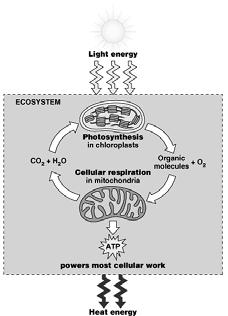 Energy flow and chemical recycling in ecosystems An introduction to electron transport chains A.
