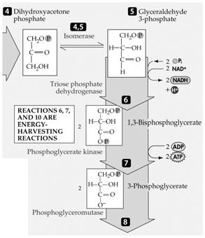 Glycolysis: From Glucose to Pyruvate The energy-investing reactions of glycolysis use two ATPs per glucose molecule and