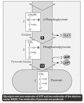 The energy input and output of glycolysis