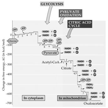 The citric acid cycle is a series