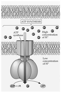 The Chemiosmotic Mechanism Produces ATP OxPhos ATP synthesis F.