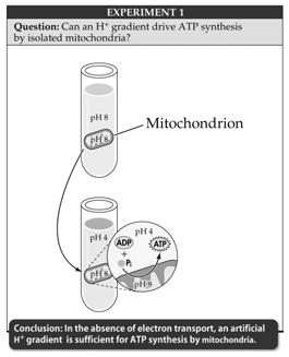 protons to diffuse back into the mitochondrial interior through the membrane channel protein