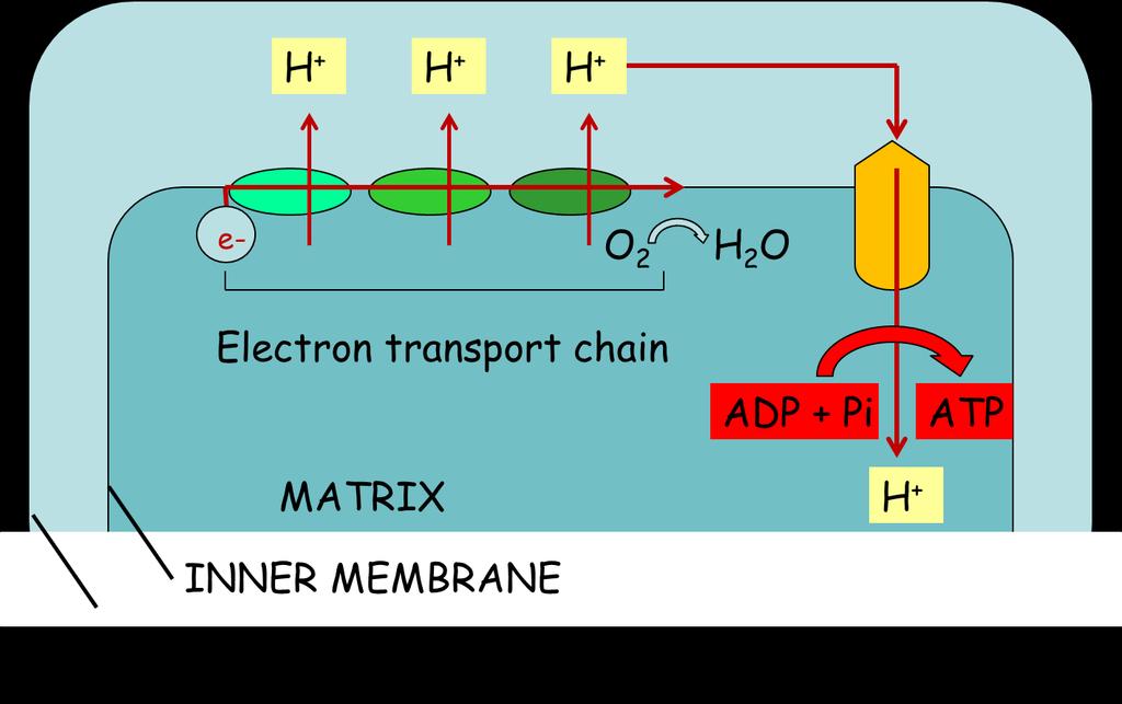 Stage 3: The Electron Transport Chain The hydrogen ions and high energy electrons are passed to the electron transport chain on the inner mitochondrial membrane.