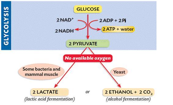 It is important to remember that carbohydrates are utilised in glycolysis. However, fats and proteins can only be respired aerobically, and do not undergo glycolysis.