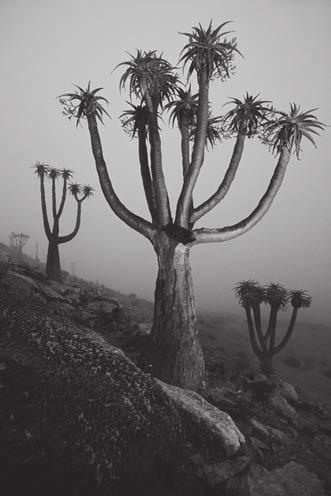 5 The giant quiver tree, Aloe pillansii, shown in Fig. 5.1, is an endangered species. 13 These long-lived trees grow in harsh environments. Some populations of A.