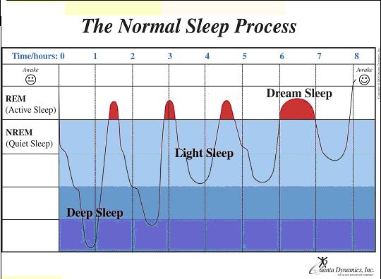 REM sleep is very important since our breathing, blood pressure, pulse rate, and blood flow to the brain all increase during this phase.