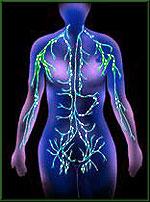 The Lymphatic System A system of vessels that collect fluid from your tissues & return it to