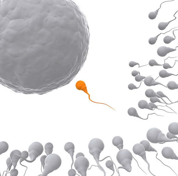 Children inherit traits from both parents. Each sperm cell contains half of the father s DNA. However, it is not the same half every time, which makes every sperm cell unique.