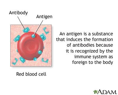 dad, 1 from mom) - I is used which represents Immunogen or antigen *Antigen= chemical name tag on cells including RBCs