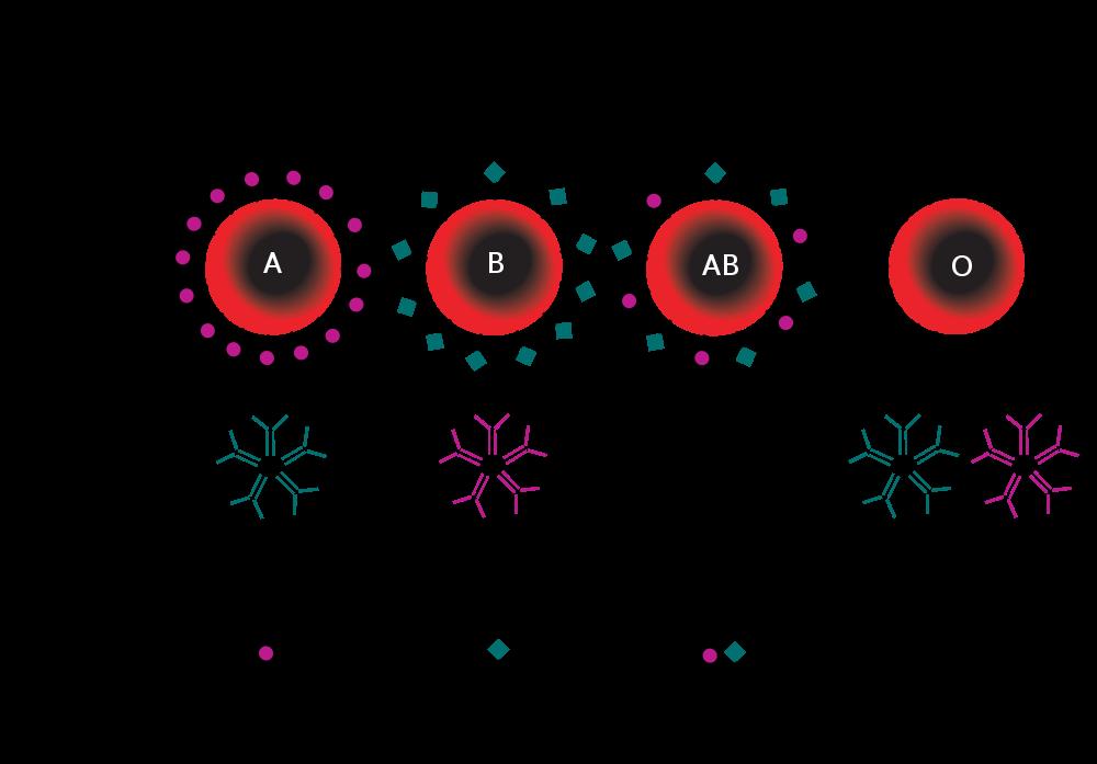 I A = Type A antigen on red blood cell(rbc), produces antibodies