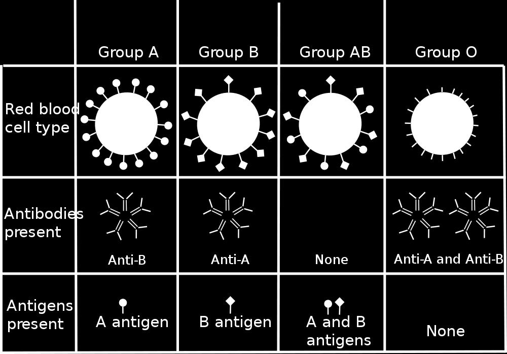 against Type A i o = no antigen on RBC, produces both A & B antibodies