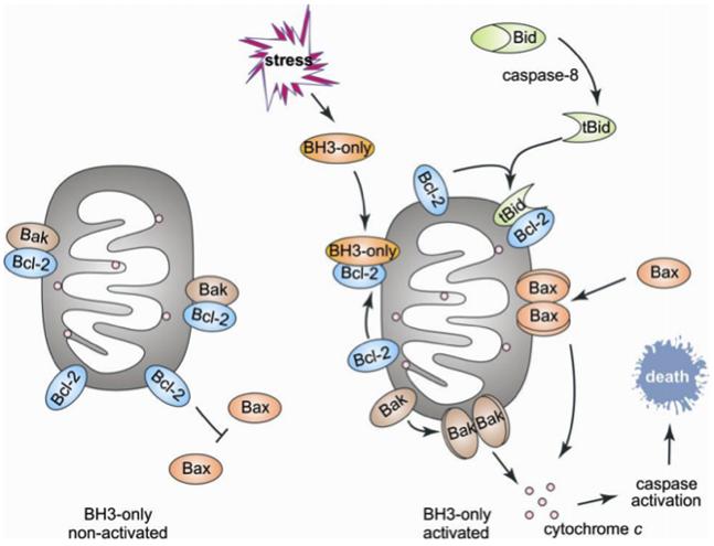 BCL-2 is an Important Inhibitor