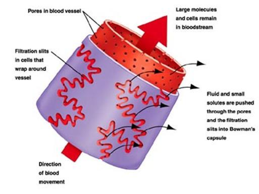 Filtration Continued Blood pressure forces some plasma of the blood, containing both waste