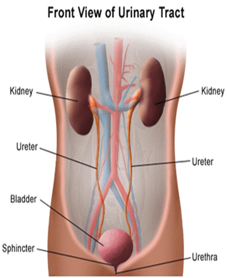 PARTS OF THE URINARY SYSTEM (pg. 374) Kidneys: filter blood to produce urine. Ureters: carry urine from the kidneys to the urinary bladder Urinary Bladder: stores urine.