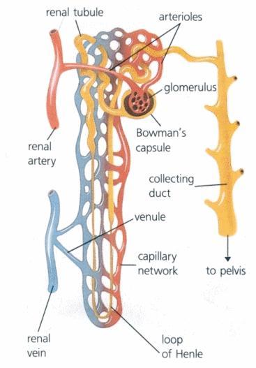 Nephron Continued Each nephron is composed of 5 main parts: Bowman