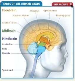 Click on the image below to play the Interactive. Contrast How do the functions of the midbrain and forebrain differ?
