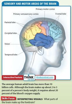 The cerebral cortex has a left side and right side. Each side is called a hemisphere. The corpus callosum is the structure that connects the two hemispheres.