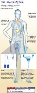 Three Endocrine Glands The endocrine system consists of glands that secrete substances called hormones. The Pituitary Gland It lies just below the hypothalamus in the middle of the brain.