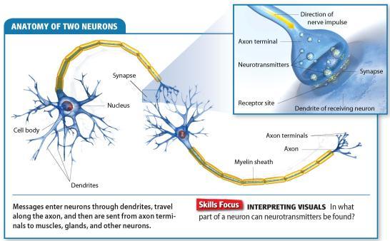 Identify Supporting Details How does each of the main parts of a neuron function?