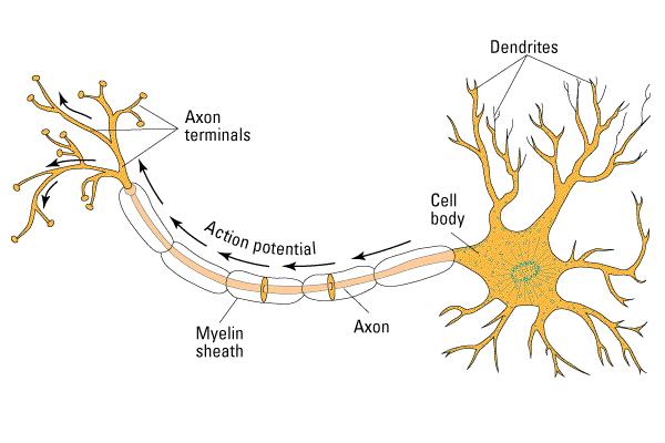 Structure of a neuron Which part of a neuron is tree-like or branchy? 1.