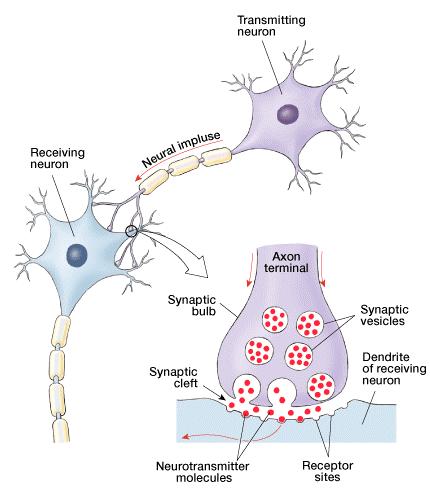 The nucleus How neurons communicate Which part of a neuron is tree-like or
