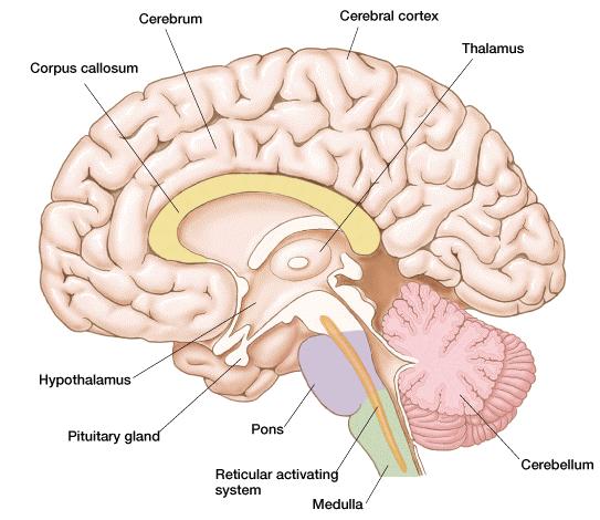 Provides nice clear 3D images A tour through the brain Brain stem Cerebellum Thalamus Hypothalamus and pituitary gland Amygdala Hippocampus Cerebrum and lobes of