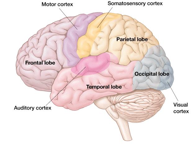 Lobes of the cerebral cortex Occipital lobes (visual cortex) Parietal lobes (somatosensory cortex) Temporal lobes Memory, language perception, emotion, and auditory cortex Frontal lobes Planning,